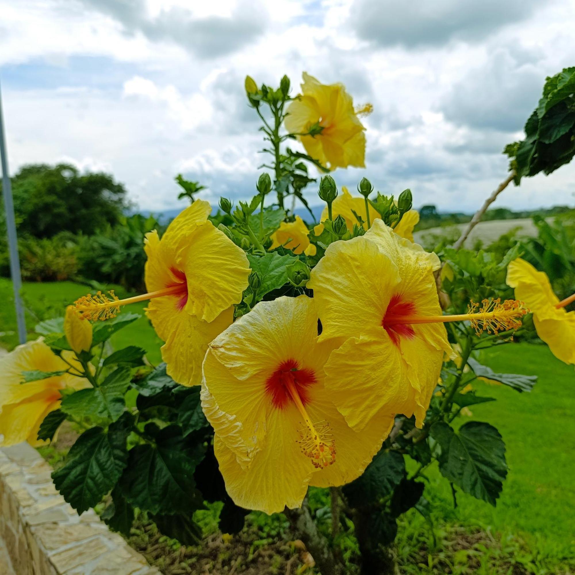 Hotel Campestre Los Mangos 金巴亚 外观 照片